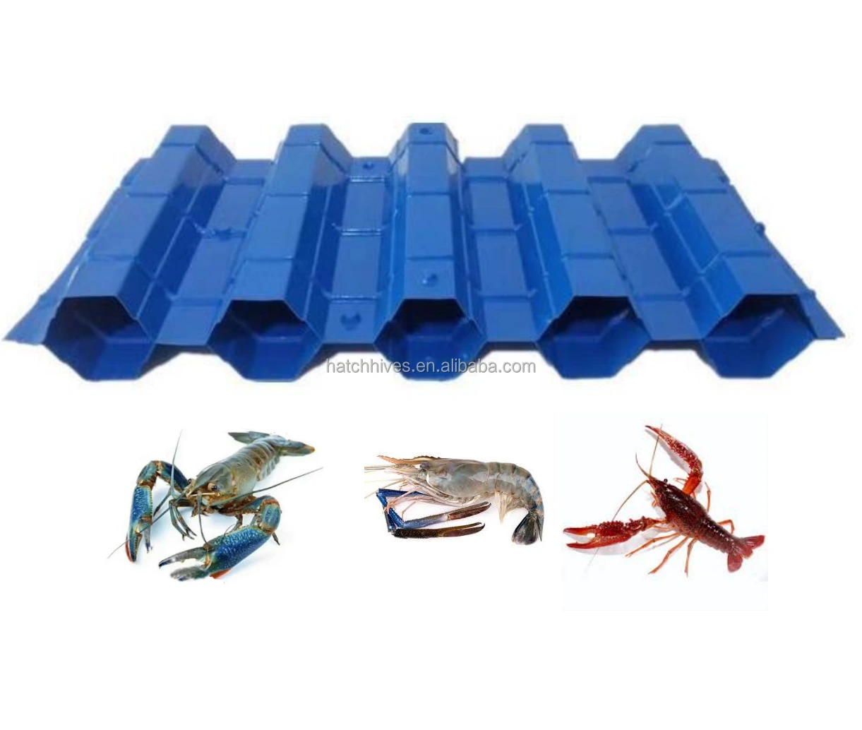 Shelter memiliki dampak besar terhadap kesehatan lobster air tawar