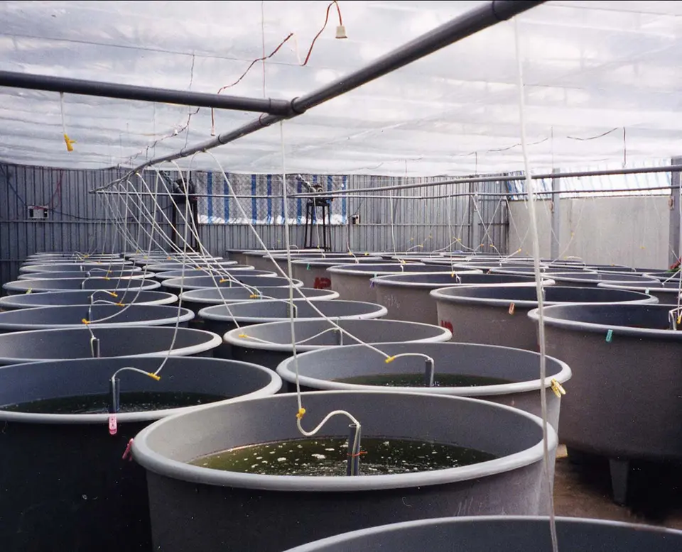 Stabilitas parameter air adalah jadi faktor krusial dalam budidaya udang air tawar rumahan 1 Stabilitas parameter air adalah jadi faktor krusial dalam budidaya udang air tawar rumahan