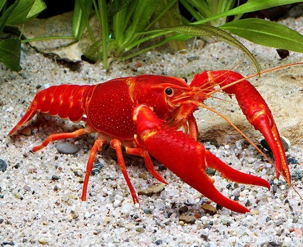 Tingkat kelangsungan hidup menjadi indikator penting dalam budidaya lobster air tawar