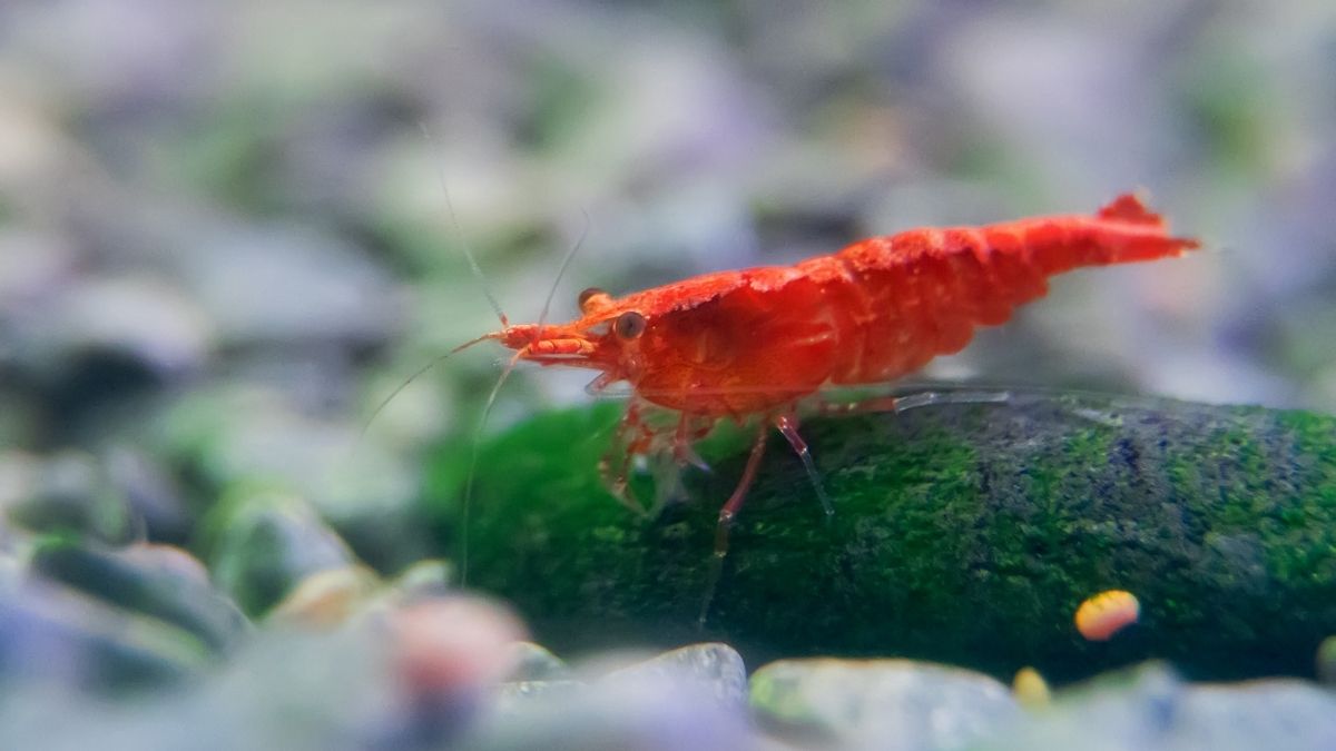 Udang kecil air tawar budidaya udang kecil air tawar