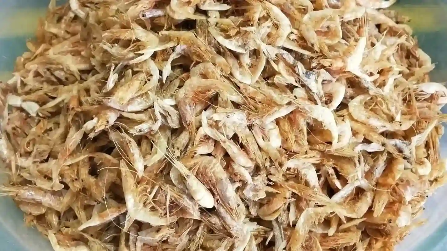 Udang kering adalah makanan ikan channa yang kaya akan protein 1 Udang kering adalah makanan ikan channa yang kaya akan protein