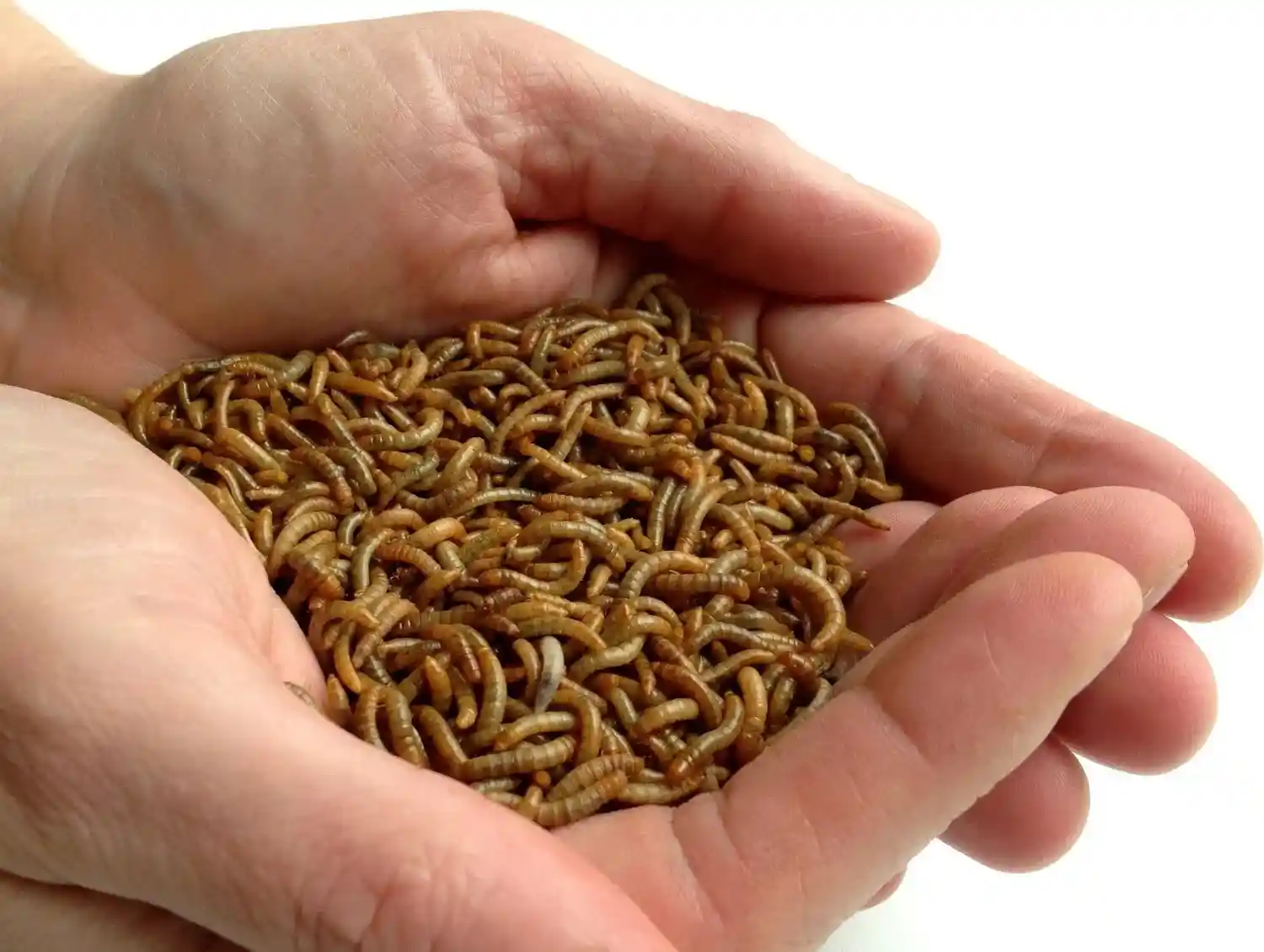 Ulat Hongkong adalah salah satu makanan ikan channa dengan kandungan protein dan lemak yang tinggi 1 Ulat Hongkong adalah salah satu makanan ikan channa dengan kandungan protein dan lemak yang tinggi