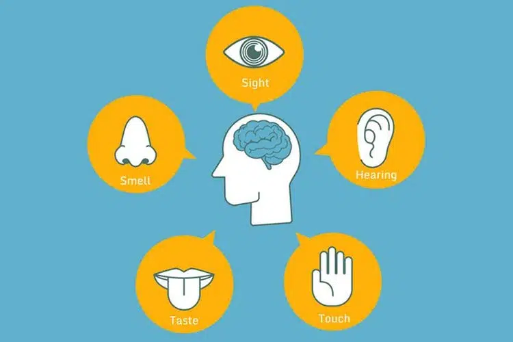 alat indera dan fungsinya