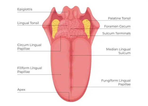 lidah alat indera pengecap