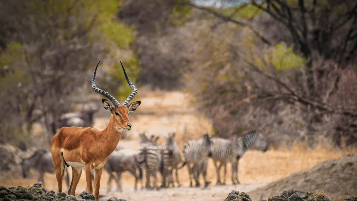 ancaman dan upaya pelestarian keanekaragaman hayati