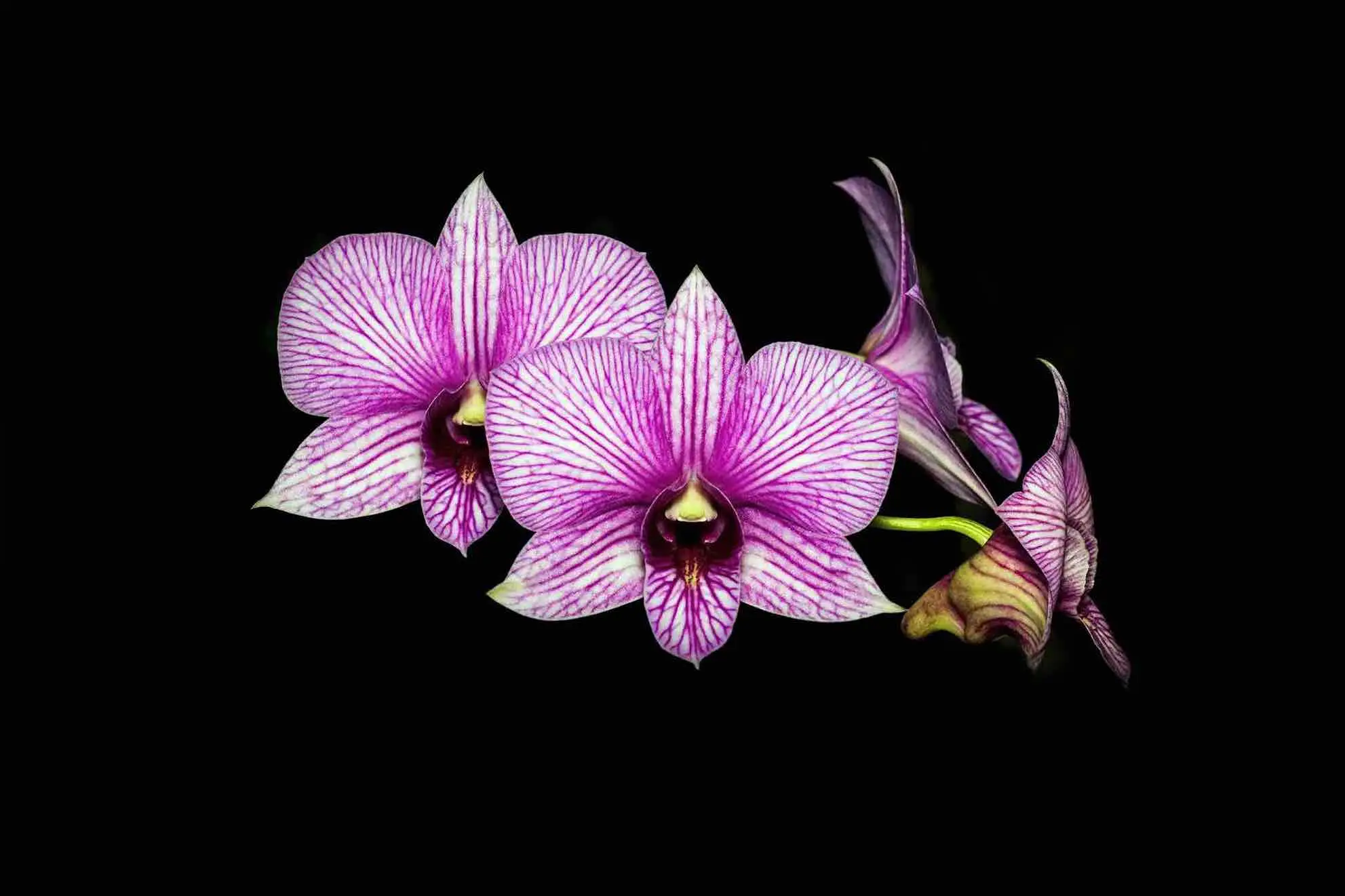 anggrek dendrobium anggrek dendrobium