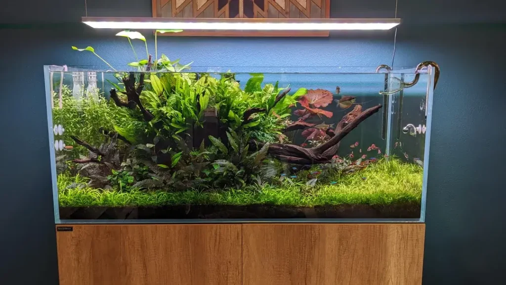 aquascape akuarium