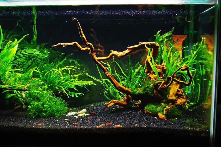 budidaya udang hias di akuarium