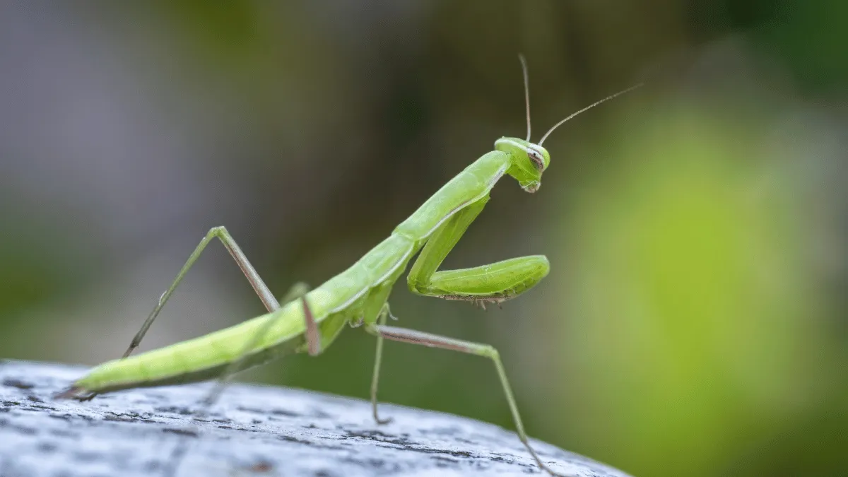 bagian tubuh serangga