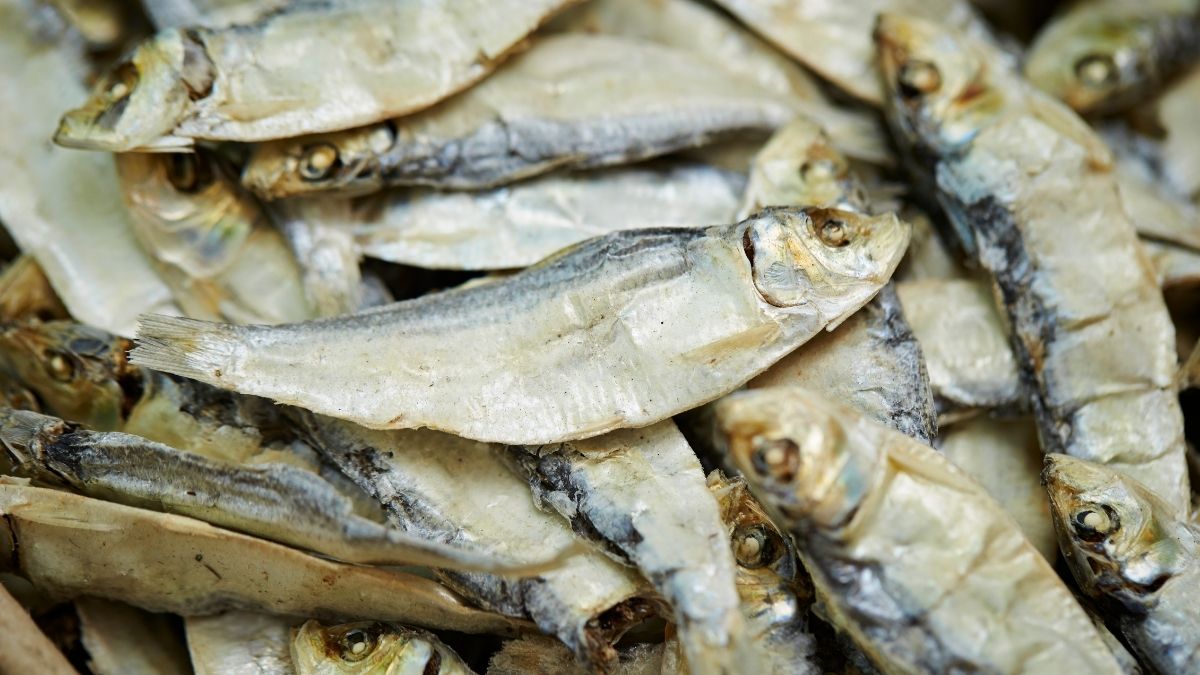 bahan tepung ikan bahan pembuatan fish meal