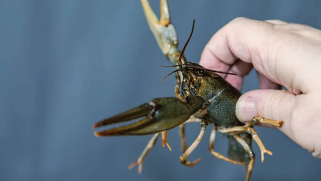 benih lobster benih lobster air tawar