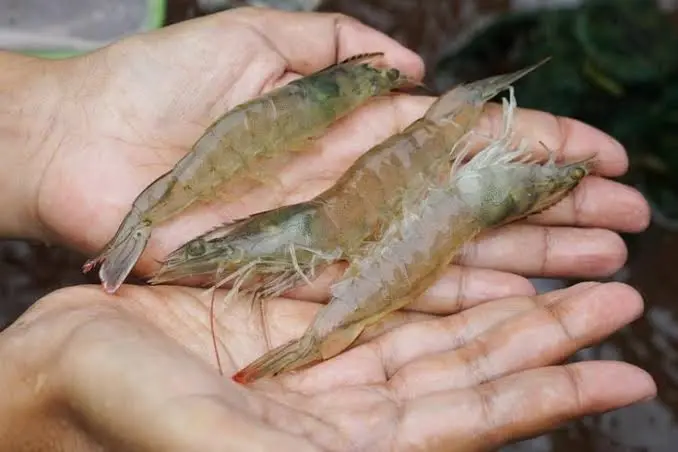 benih benih udang air tawar
