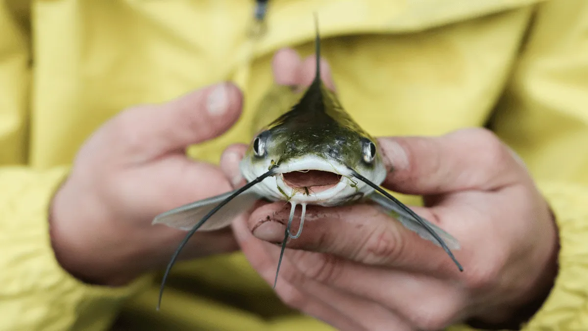 bibit ikan lele bibit ikan lele