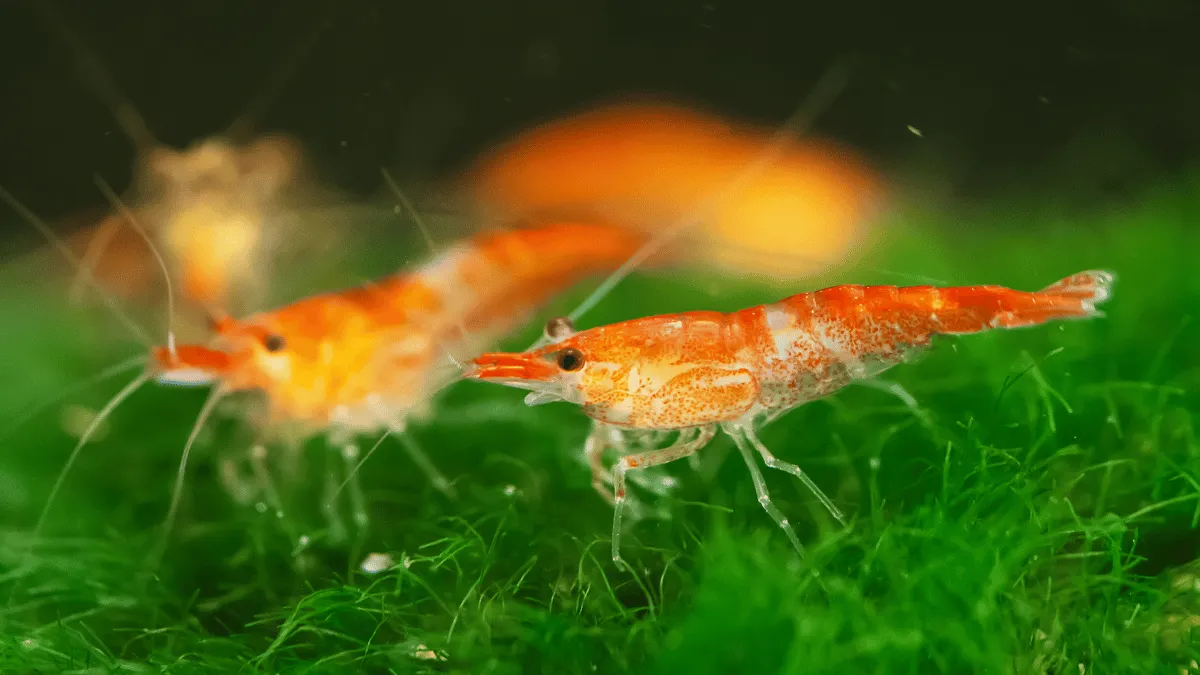 bisnis udang air tawar