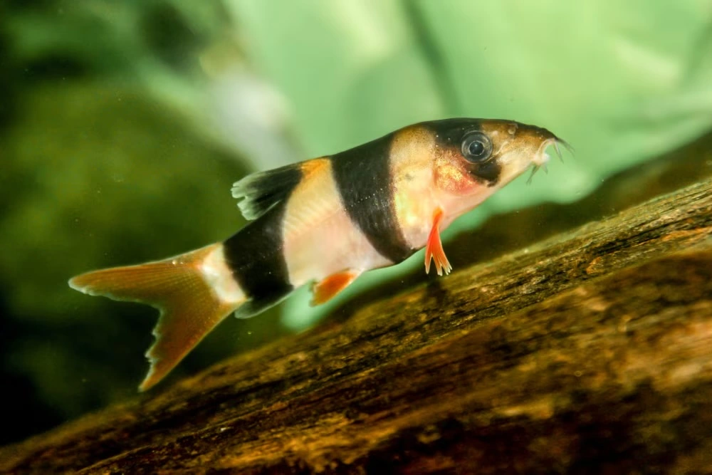 botia clown loach