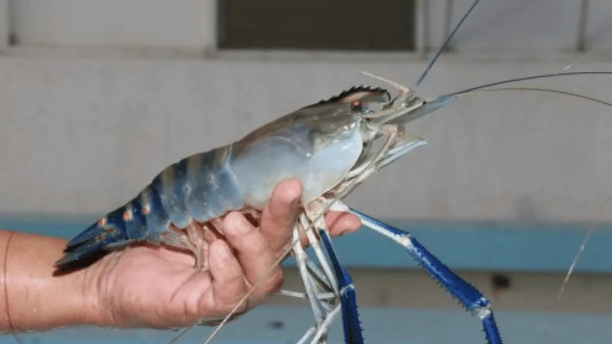 budidaya udang galah air tawar budidaya udang galah air tawar