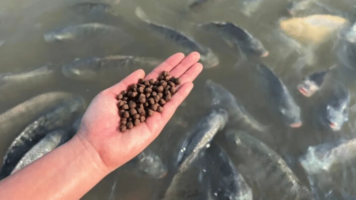 cara membuat pakan ikan protein tinggi