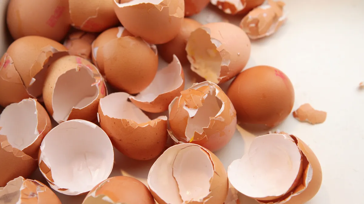 bahan bahan pakan ikan