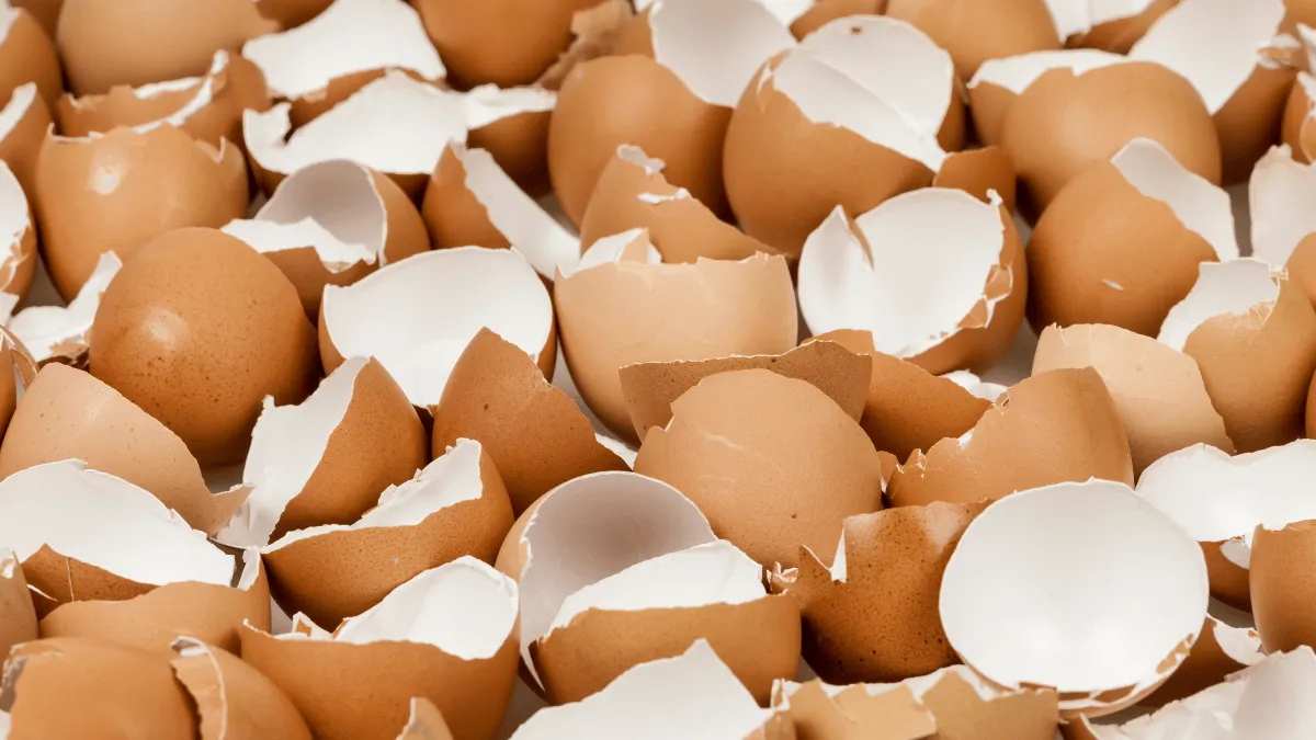 cara mengolah cangkang telur cara mengolah cangkang telur