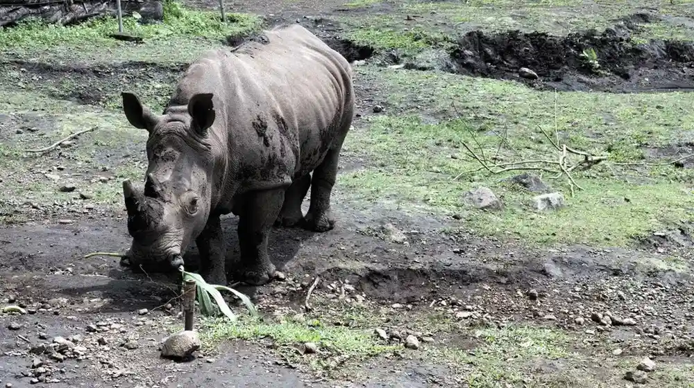 dampak hilangnya keanekaragaman hayati