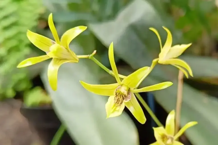 dendrobium capra dendrobium capra