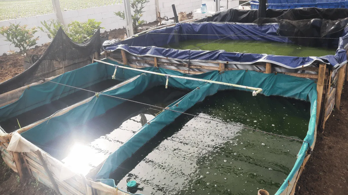 faktor eksternal penyebab bibit lele mati