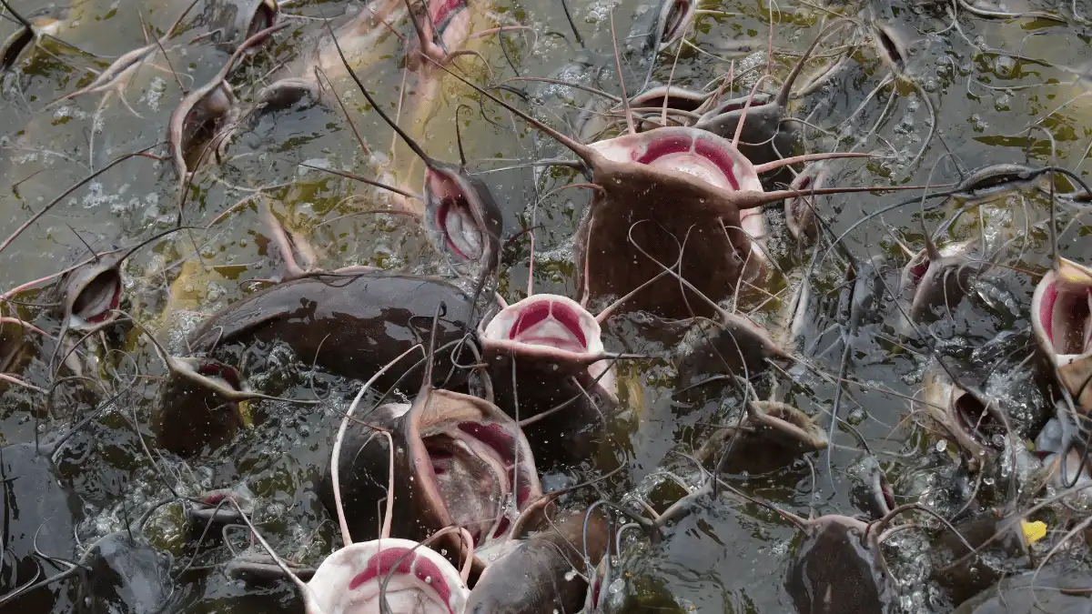 faktor internal penyebab bibit lele mati