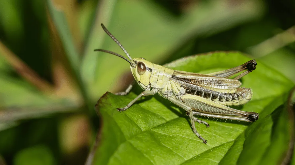 fungsi bagian tubuh serangga
