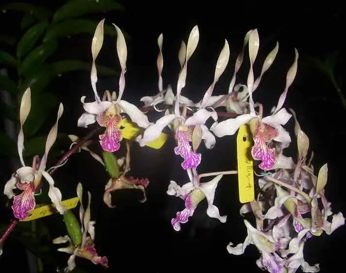 hibrida dendrobium hibrida dendrobium