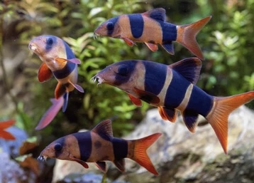 ikan badut air tawar berkelompok