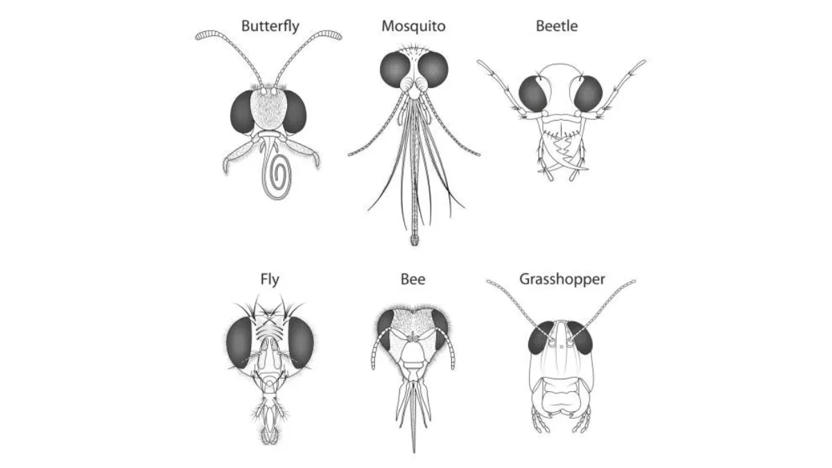 variasi mulut serangga