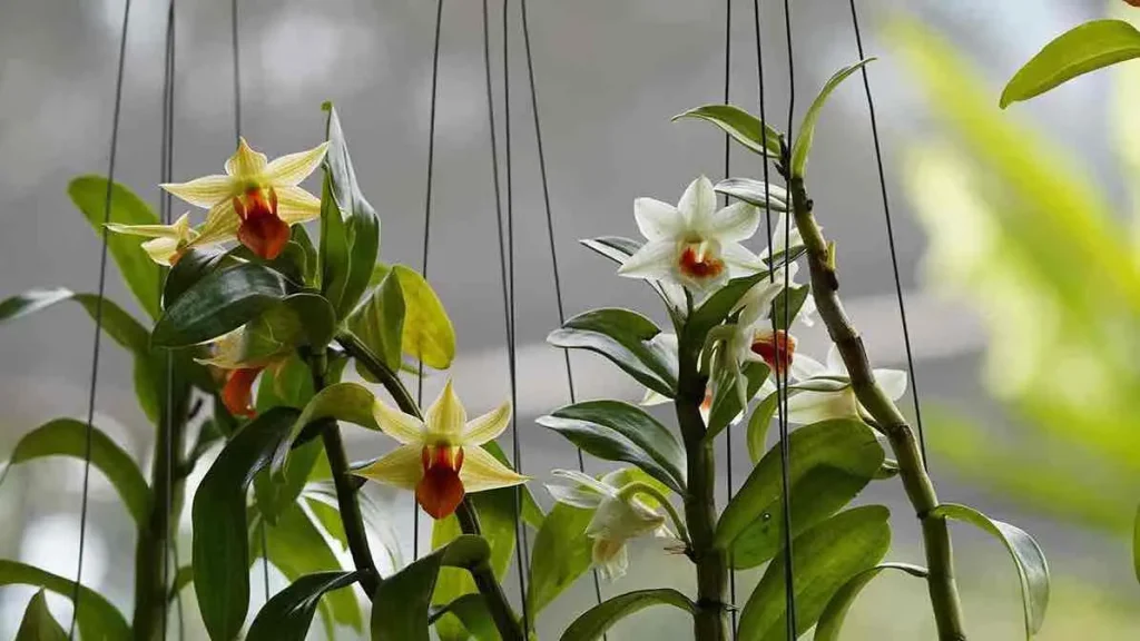 karakteristik utama anggrek dendrobium anggrek dendrobium