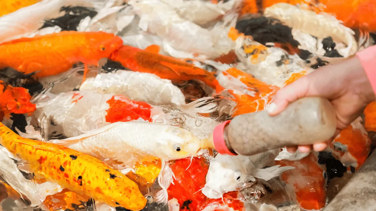 kebutuhan nutrisi ikan