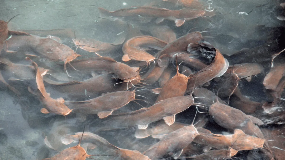 kesalahan umum bibit lele