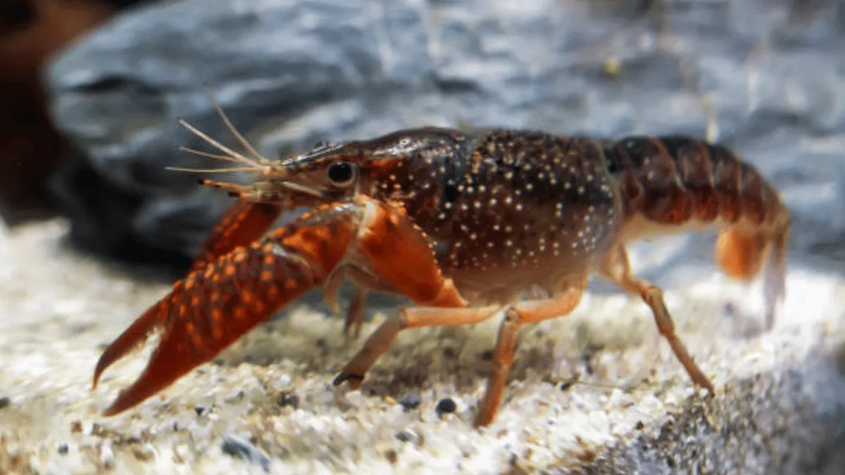 budidaya lobster air tawar di kolam terpal