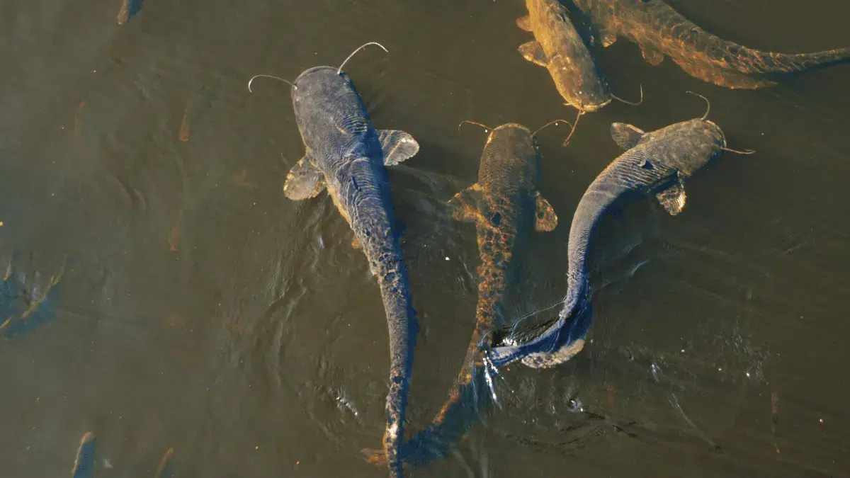 keuntungan pakan alami ikan lele dari tumbuhan