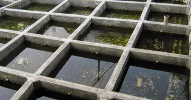 budidaya lobster air tawar di kolam beton