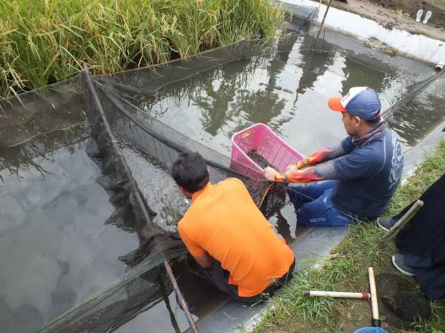kolam siap budidaya kolam tanah budidaya udang