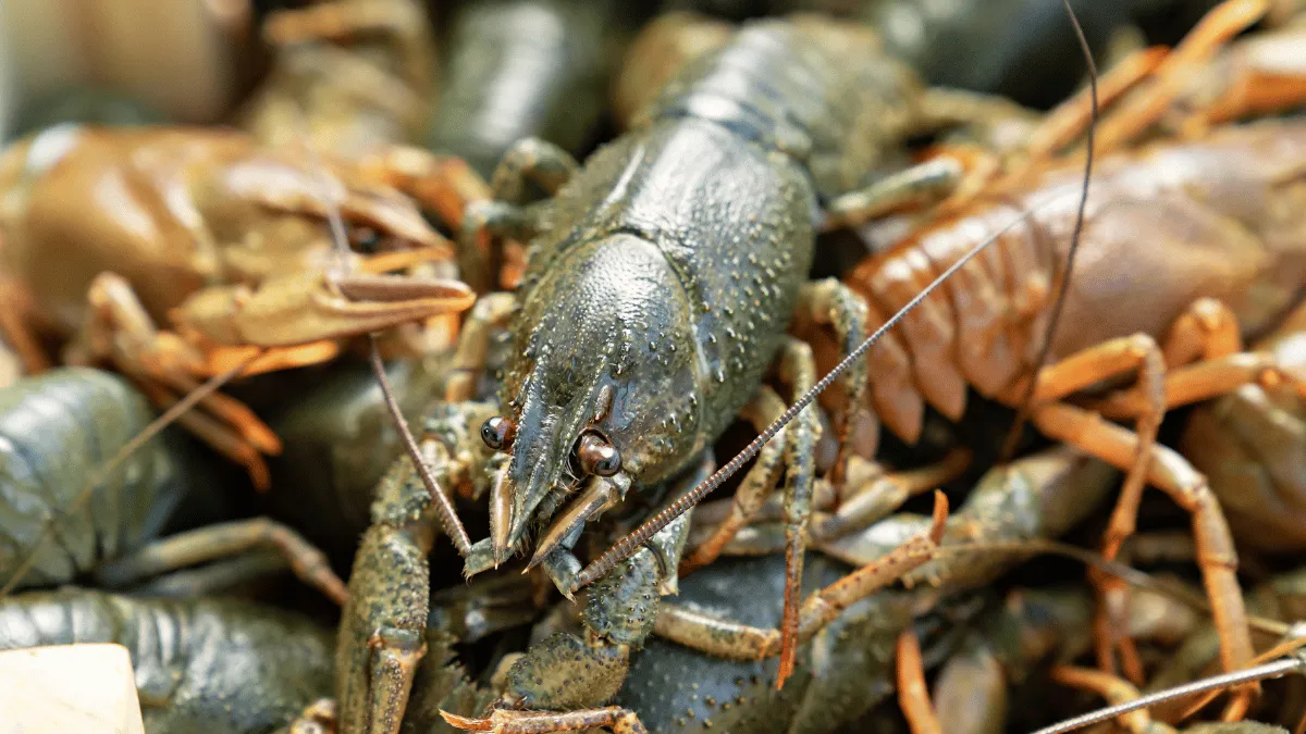 penyakit umum lobster air tawar