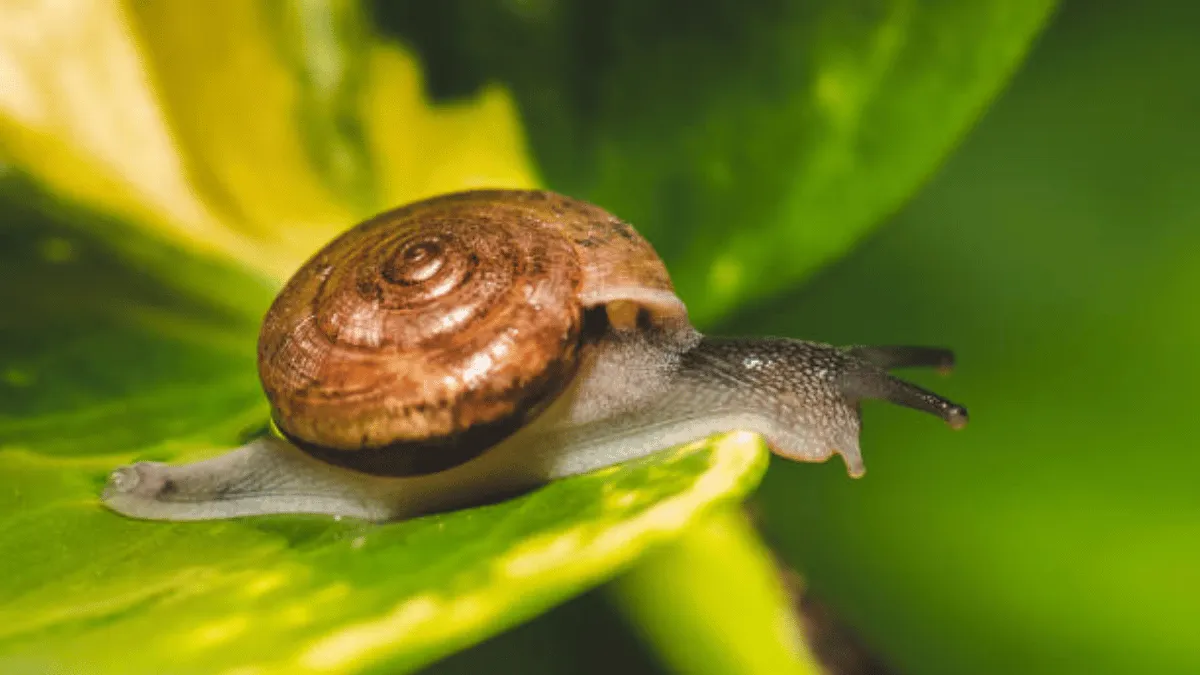 manajemen pakan udang galah manajemen pakan