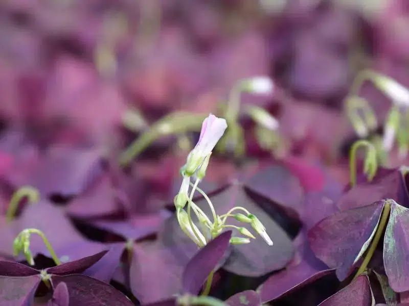 manfaat bunga kupu-kupu