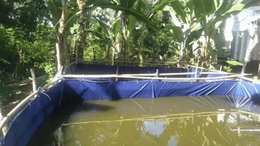 media budidaya lobster air tawar media budidaya lobster air tawar