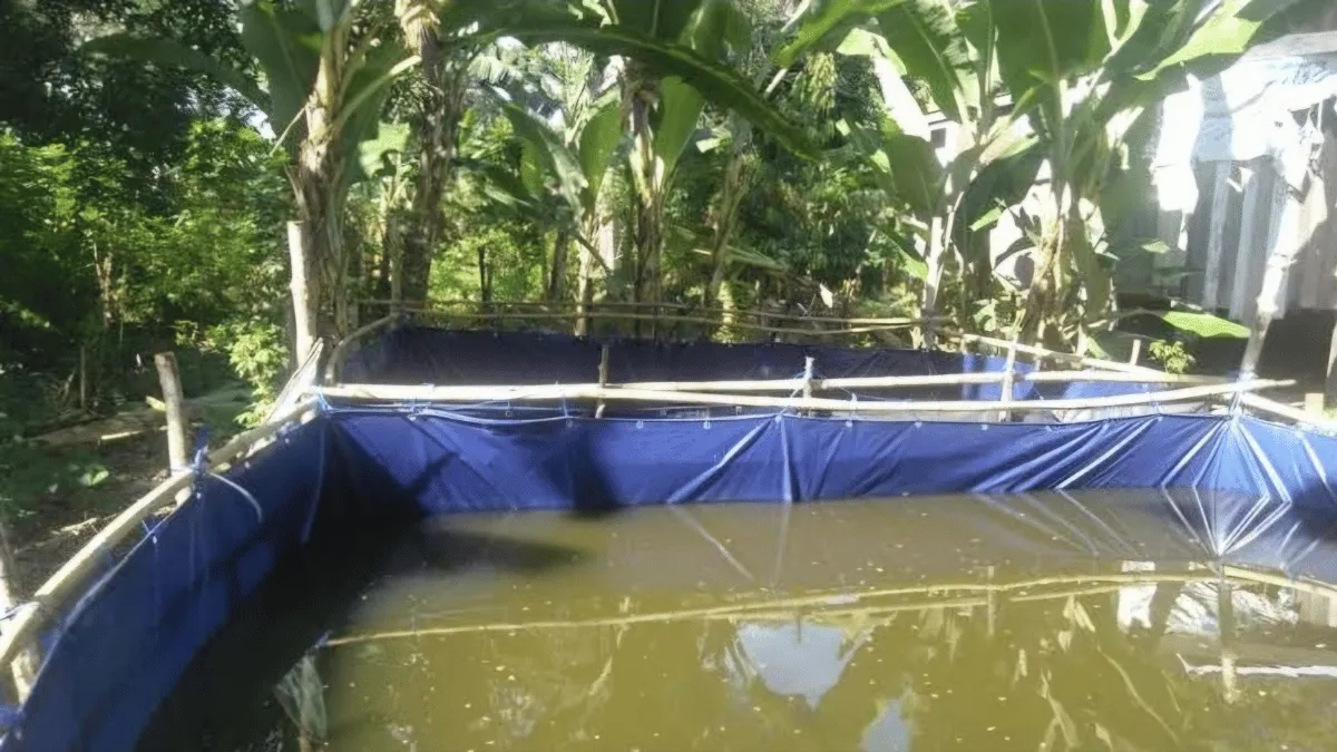 media budidaya lobster air tawar