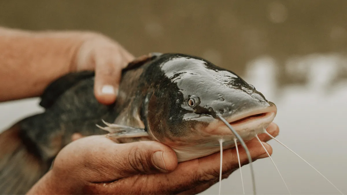 memilih bibit ikan lele memilih bibit ikan lele