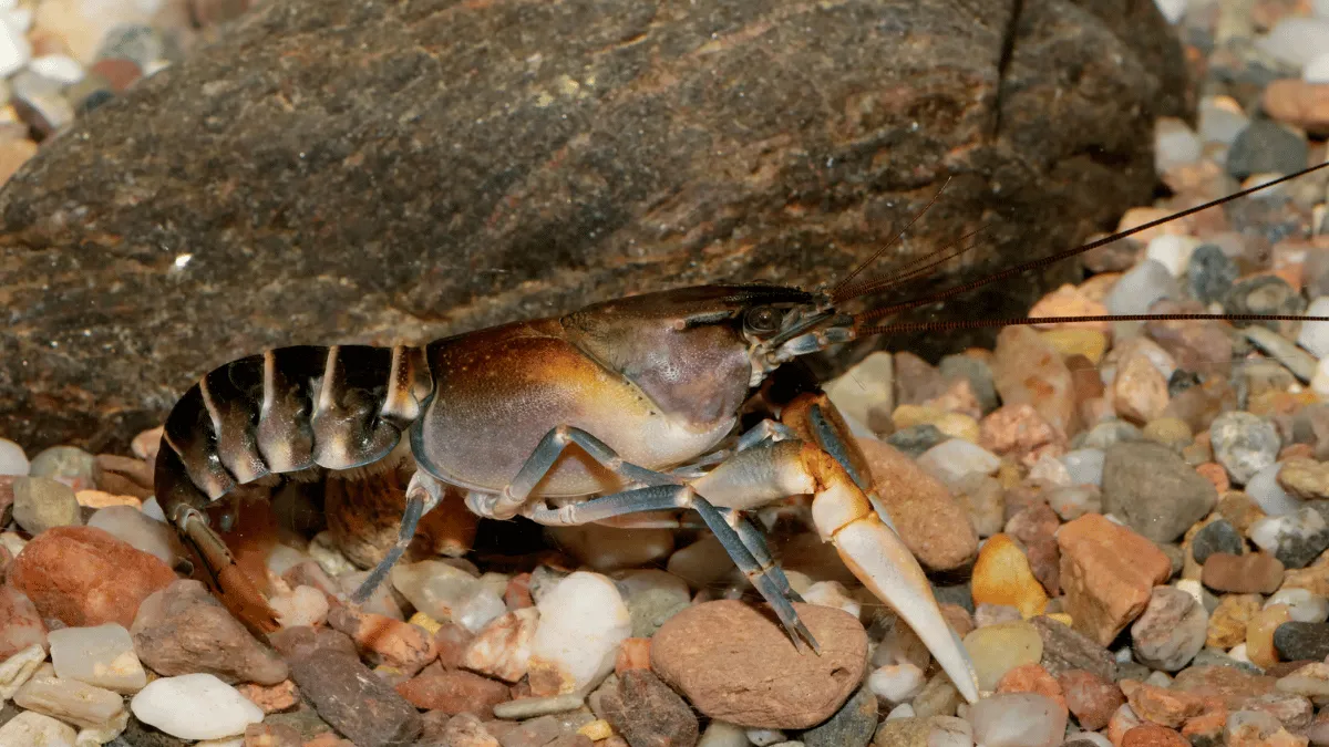 lobster iar tawar