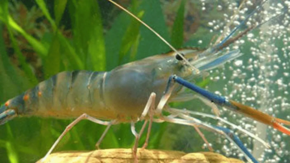 mengenal udang galah mengenal udang galah