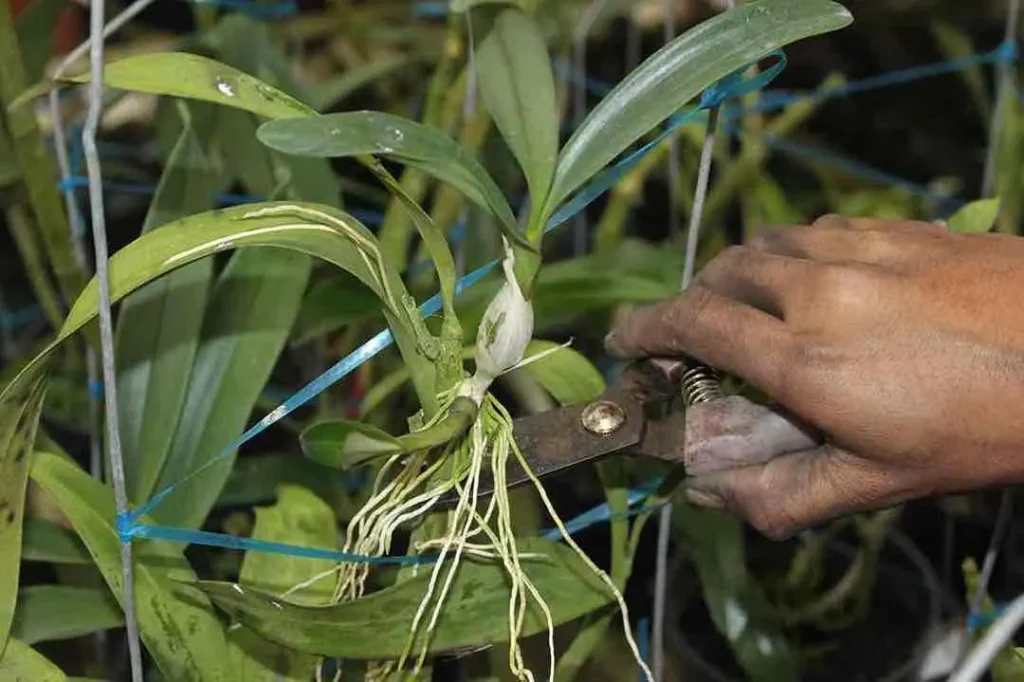 metode keiki anggrek dendrobium metode keiki anggrek dendrobium