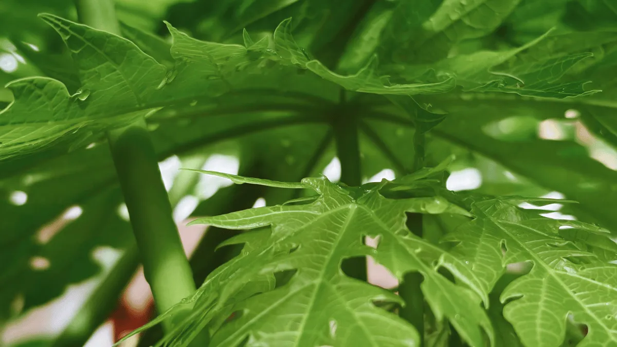 pakan alami ikan lele dari dedaunan