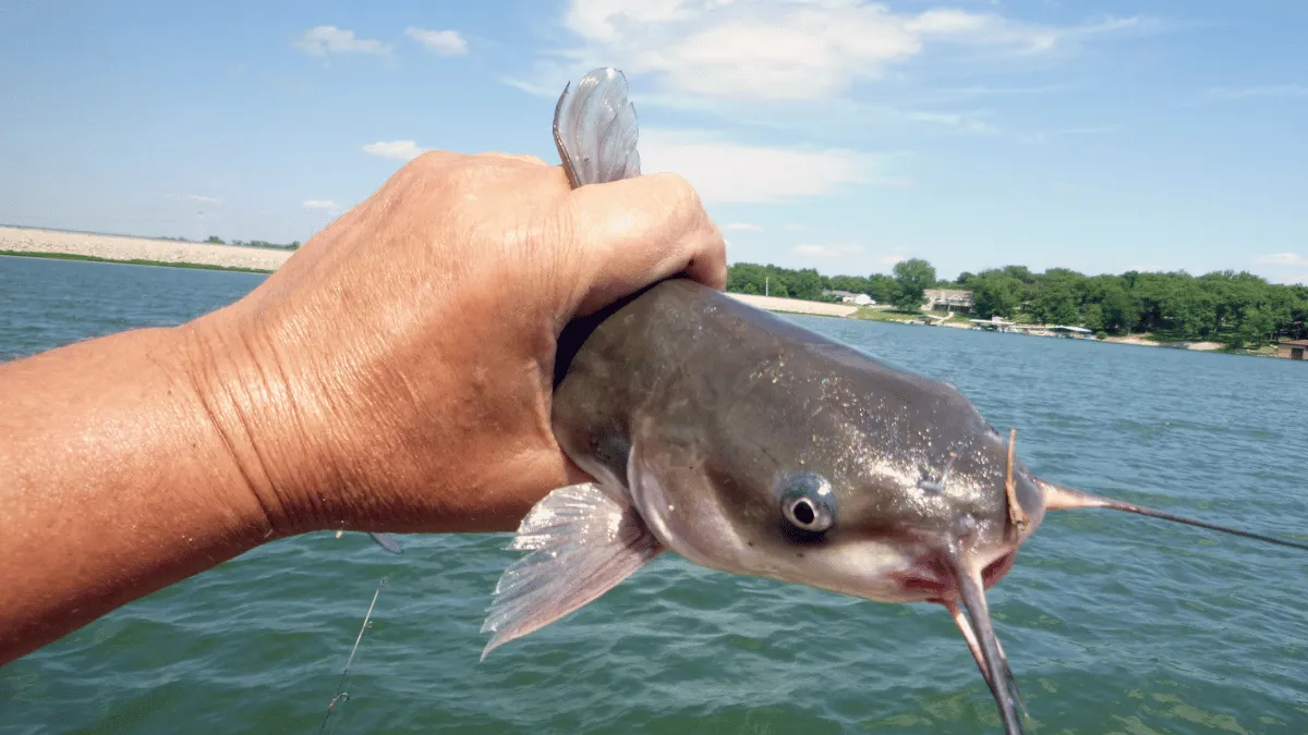 pakan ikan lele alami dari tumbuhan