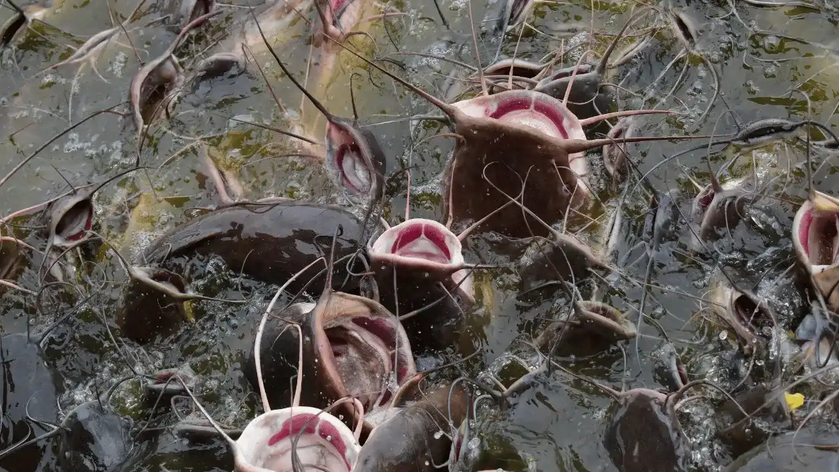 tips pemberian pakan